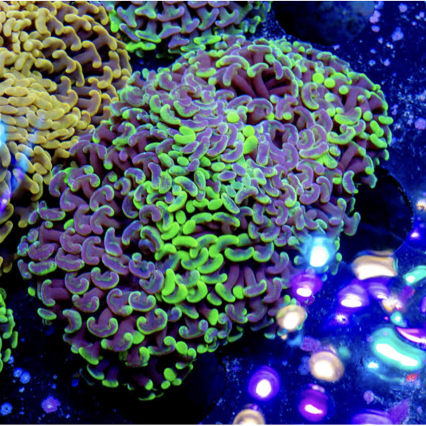 TOXIC HAMMER CORAL